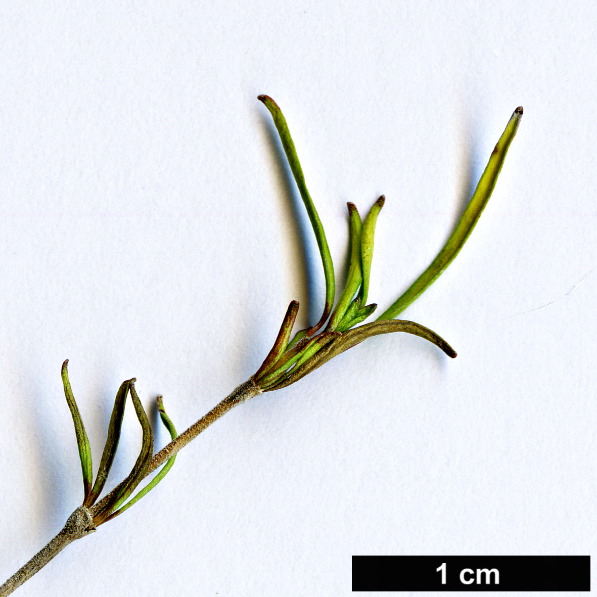 High resolution image: Family: Rubiaceae - Genus: Coprosma - Taxon: rugosa - SpeciesSub: ‘Clearwater Gold’
